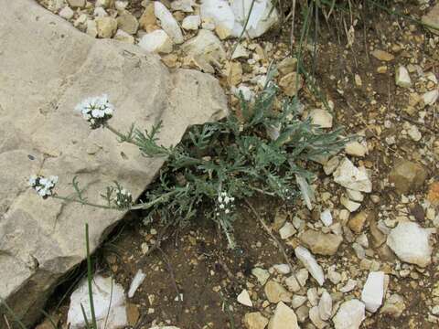 Achillea clavennae L. resmi