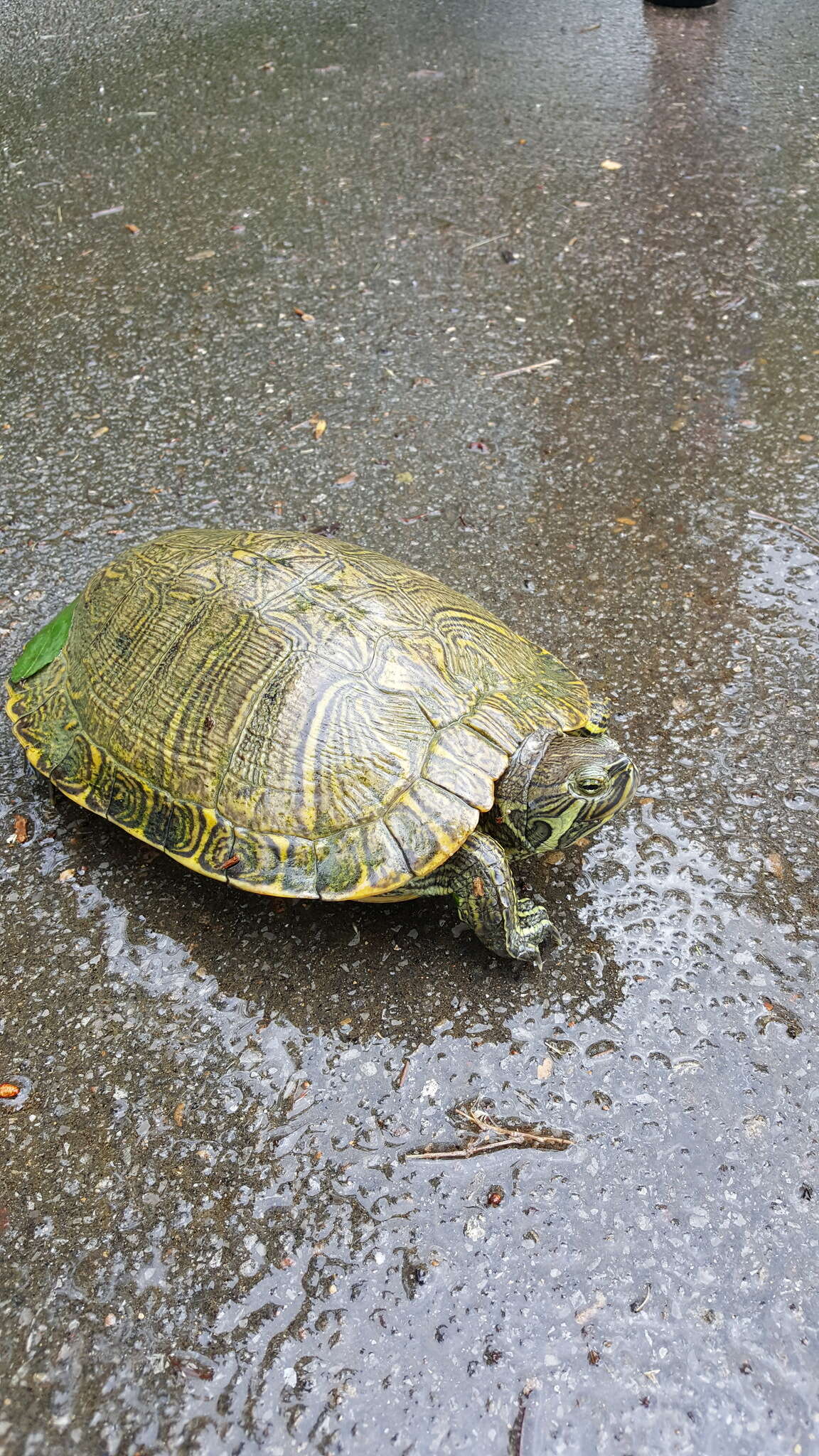 Image of Cumberland slider