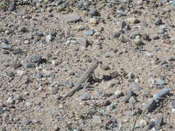 Image of Elegant Earless Lizard