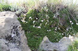 Image de Gypsophila tenuifolia M. Bieb.