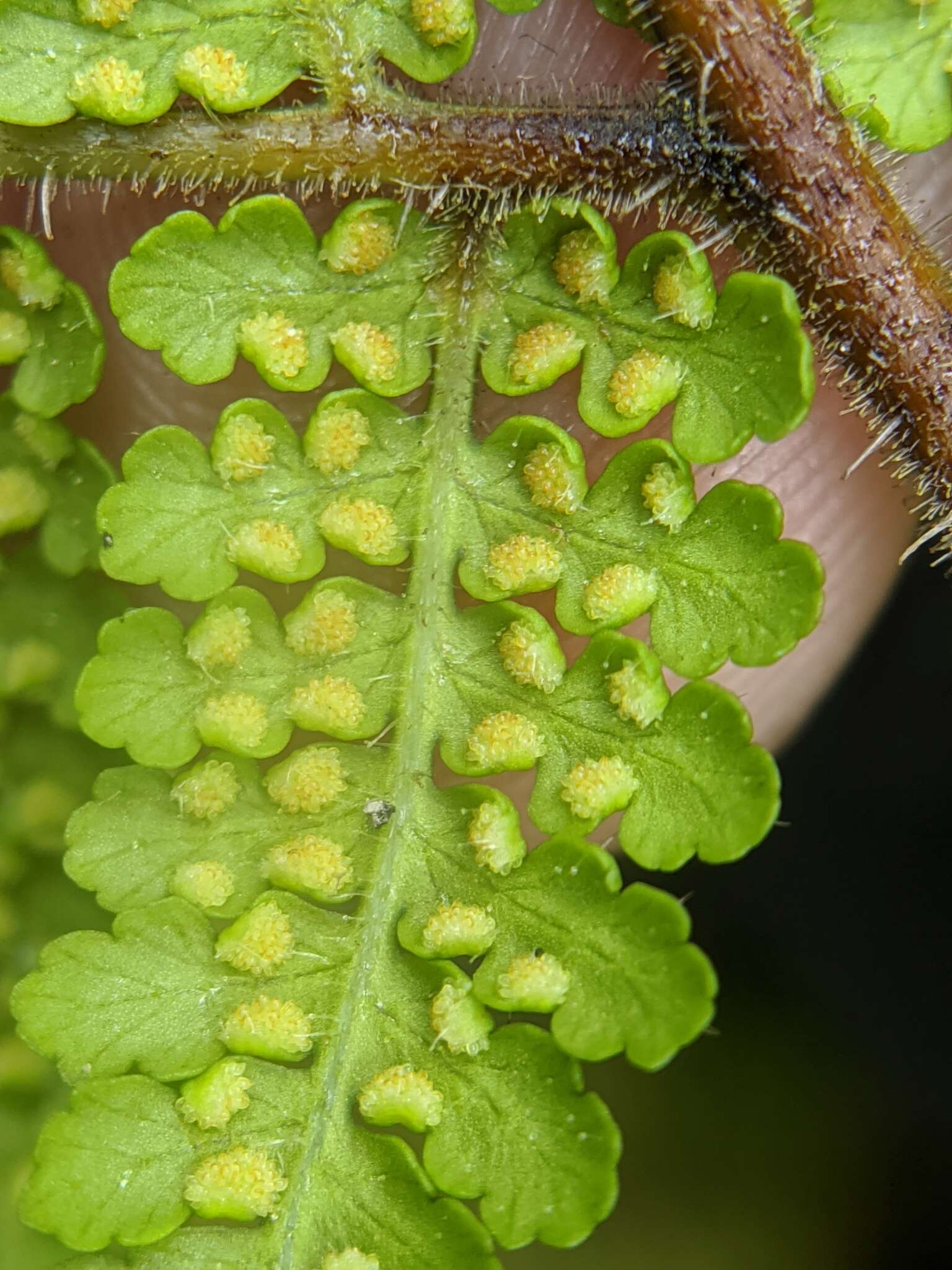 Image of Hypolepis tenuifolia (Forst.) Bernh.