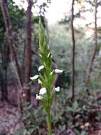 Слика од Aulosepalum hemichrea (Lindl.) Garay