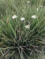 Image of African lily