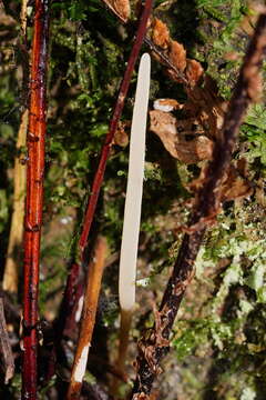 Image of Clavaria tenuipes Berk. & Broome 1848