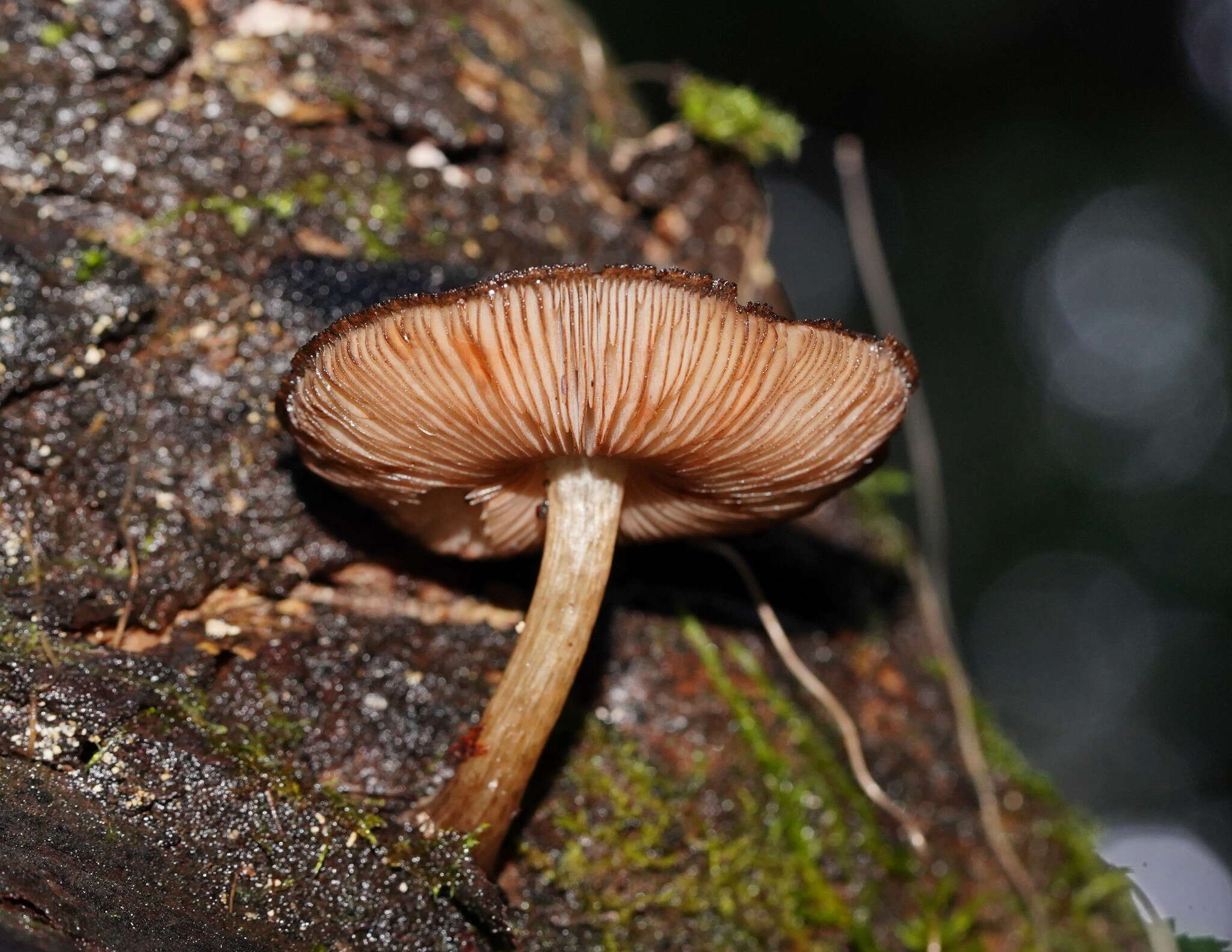 Pluteus atromarginatus (Konrad) Kühner 1935 resmi