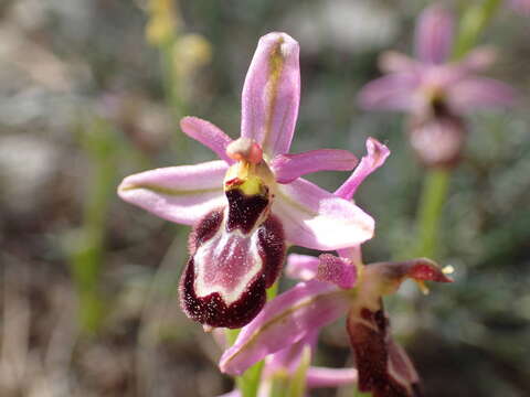 Image of Ophrys flavicans Vis.