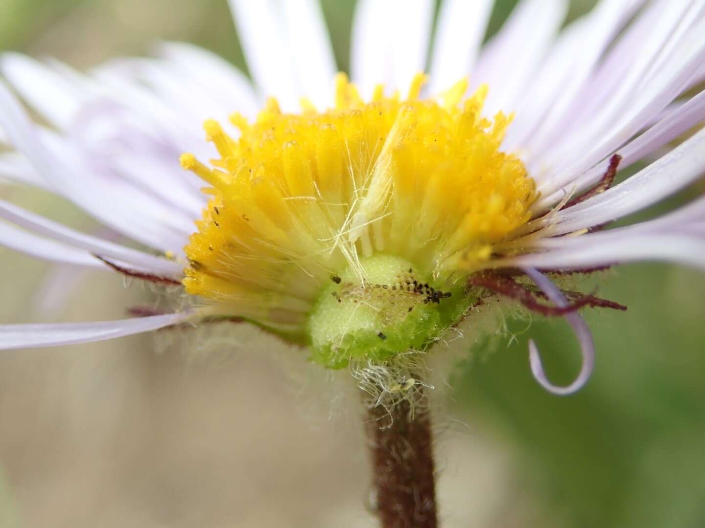 Image of largeflower fleabane