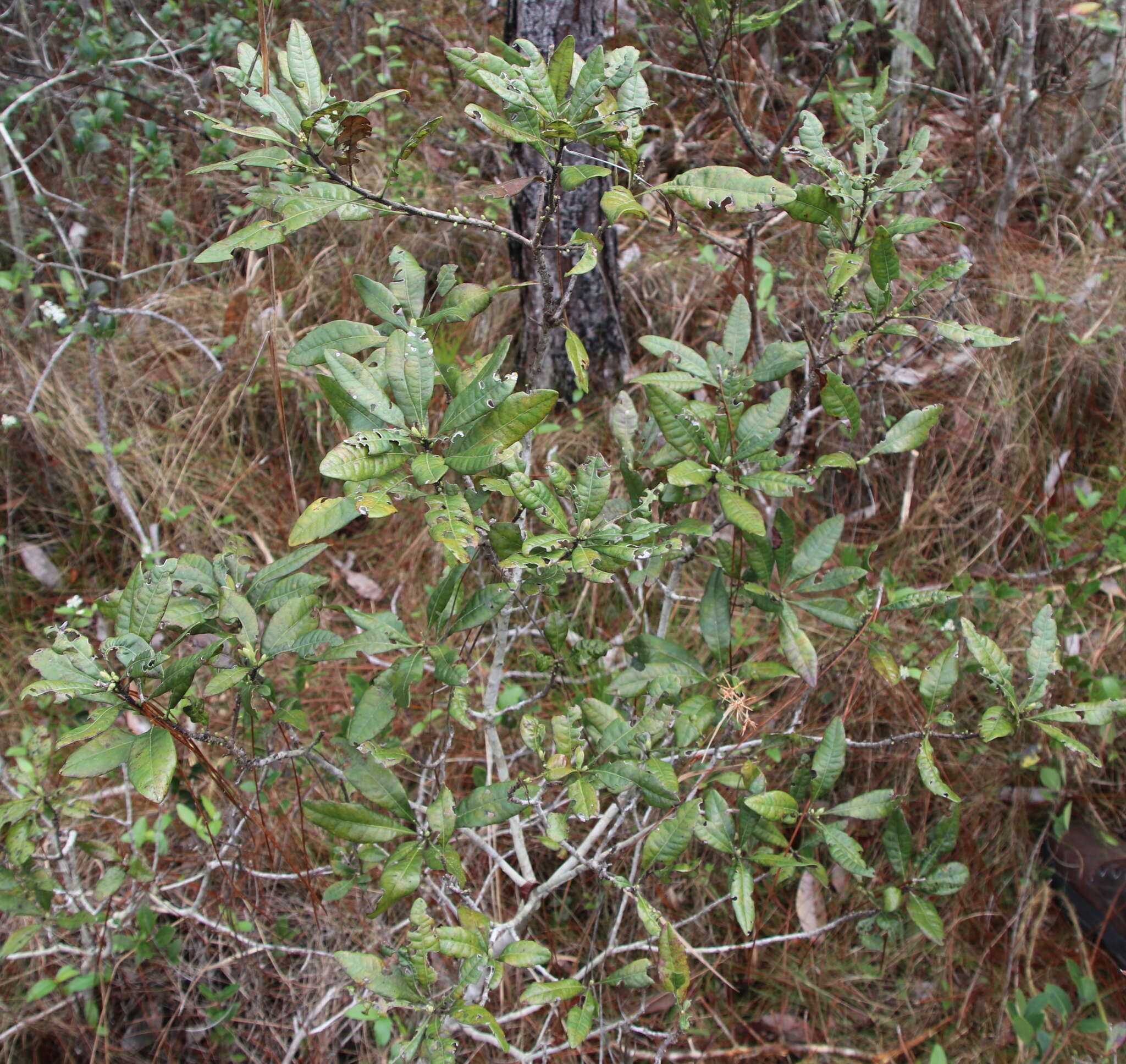 Image of Evergreen Bayberry