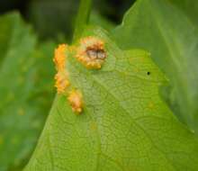 Imagem de Puccinia smyrnii Biv. 1816