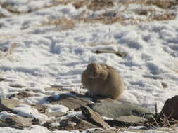 Image of Pallas’s Pika