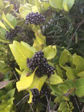 Image of Griselinia scandens (Ruiz & Pav.) Taub.