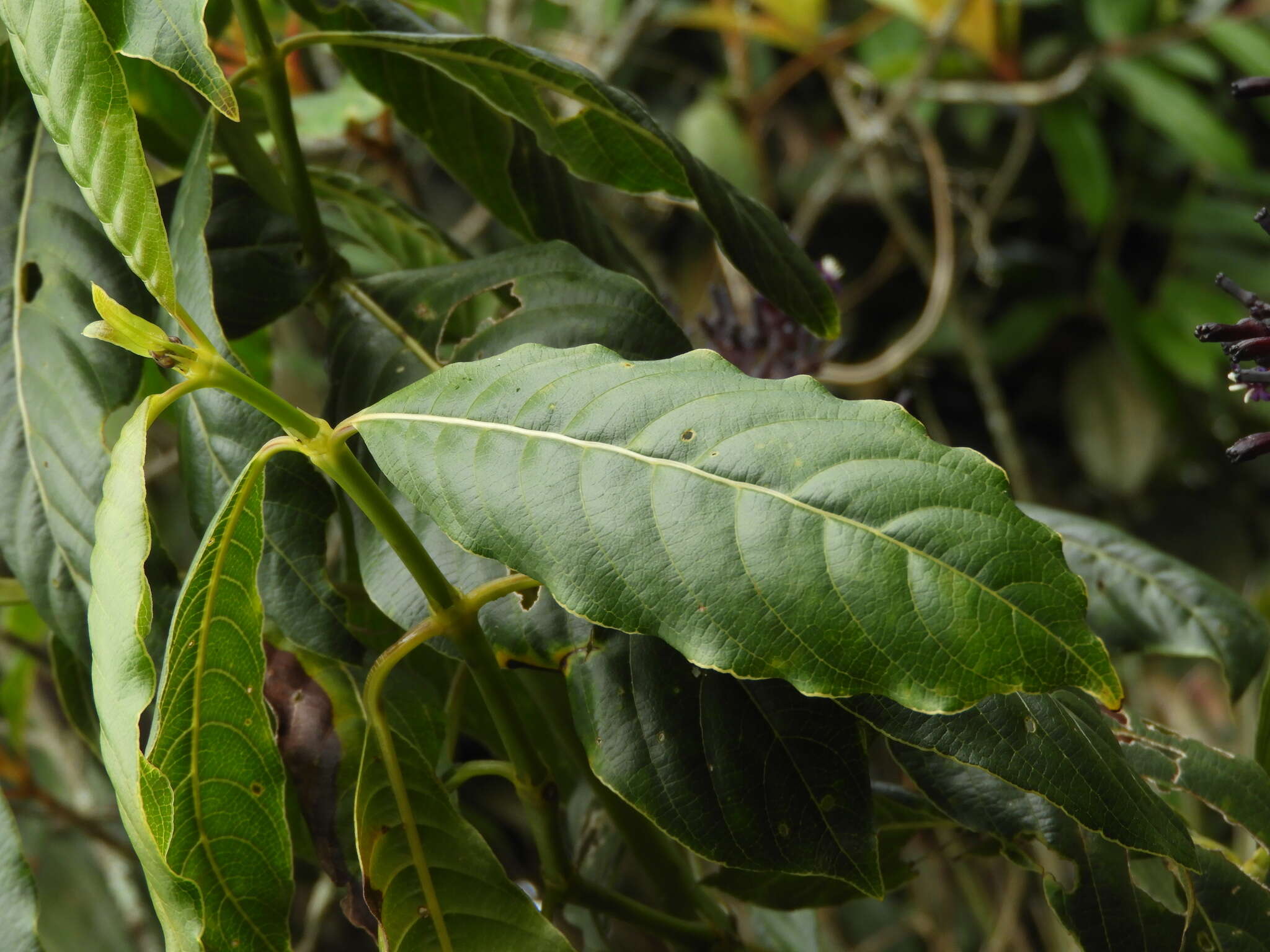 Palicourea cogolloi C. M. Taylor resmi