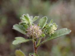 Image of Calotis hispidula (F. Müll.) F. Müll.