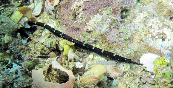 Image of Mother-of-pearl pipefish