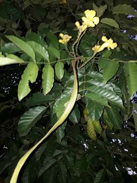 Image de Markhamia lutea (Benth.) K. Schum.