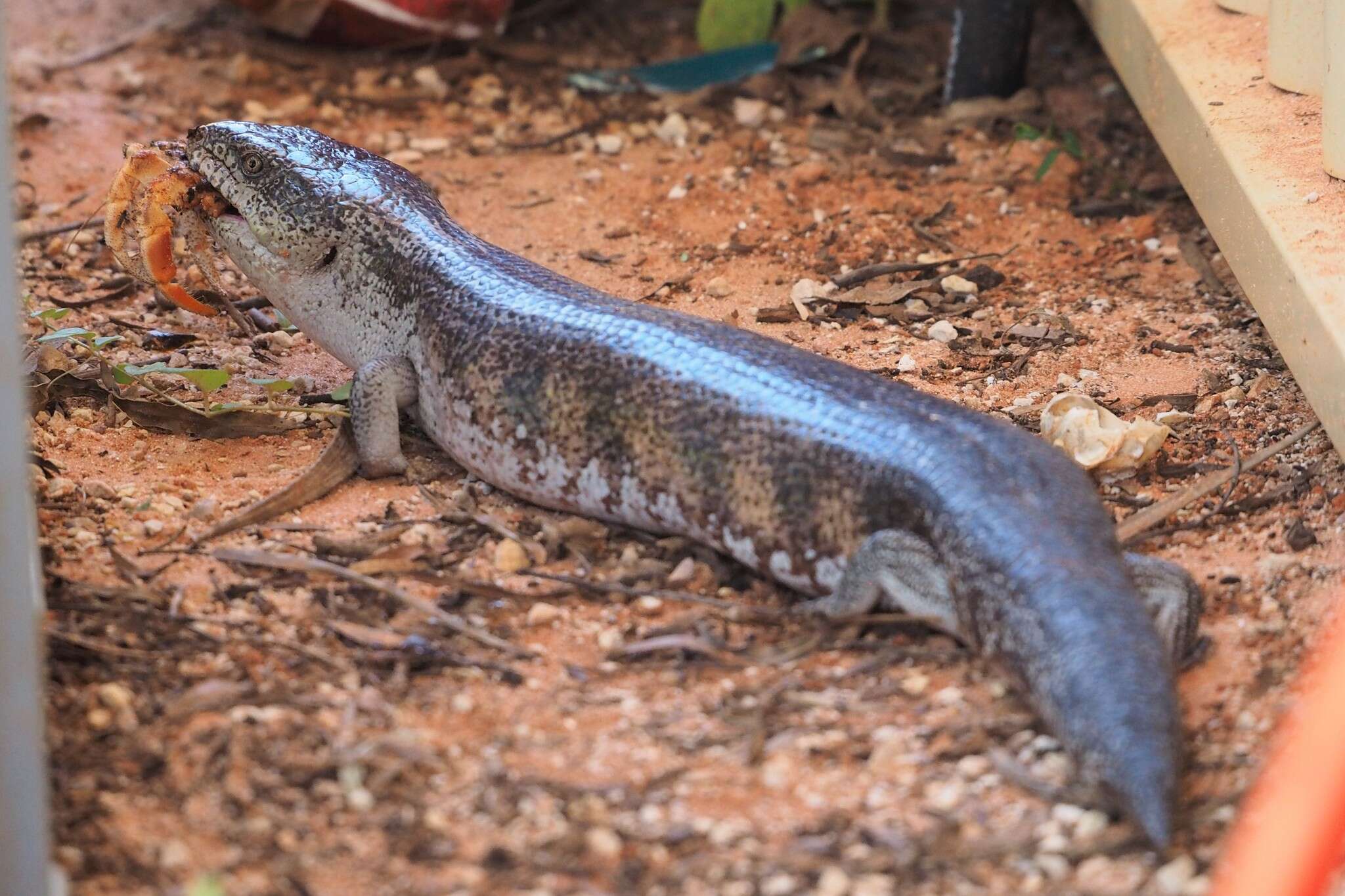 Image of Tiliqua scincoides intermedia Mitchell 1955