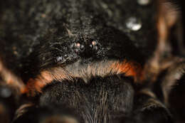 Image of Mexican flameknee tarantula