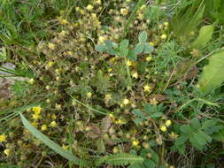 Image of Potentilla heptaphylla L.