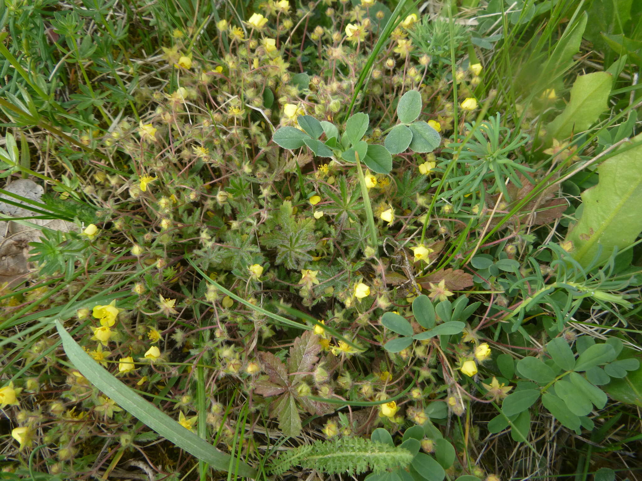 Image of Potentilla heptaphylla L.