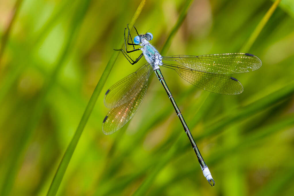 Image of Amber-winged Spreadwing