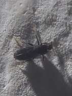 Image of Fly