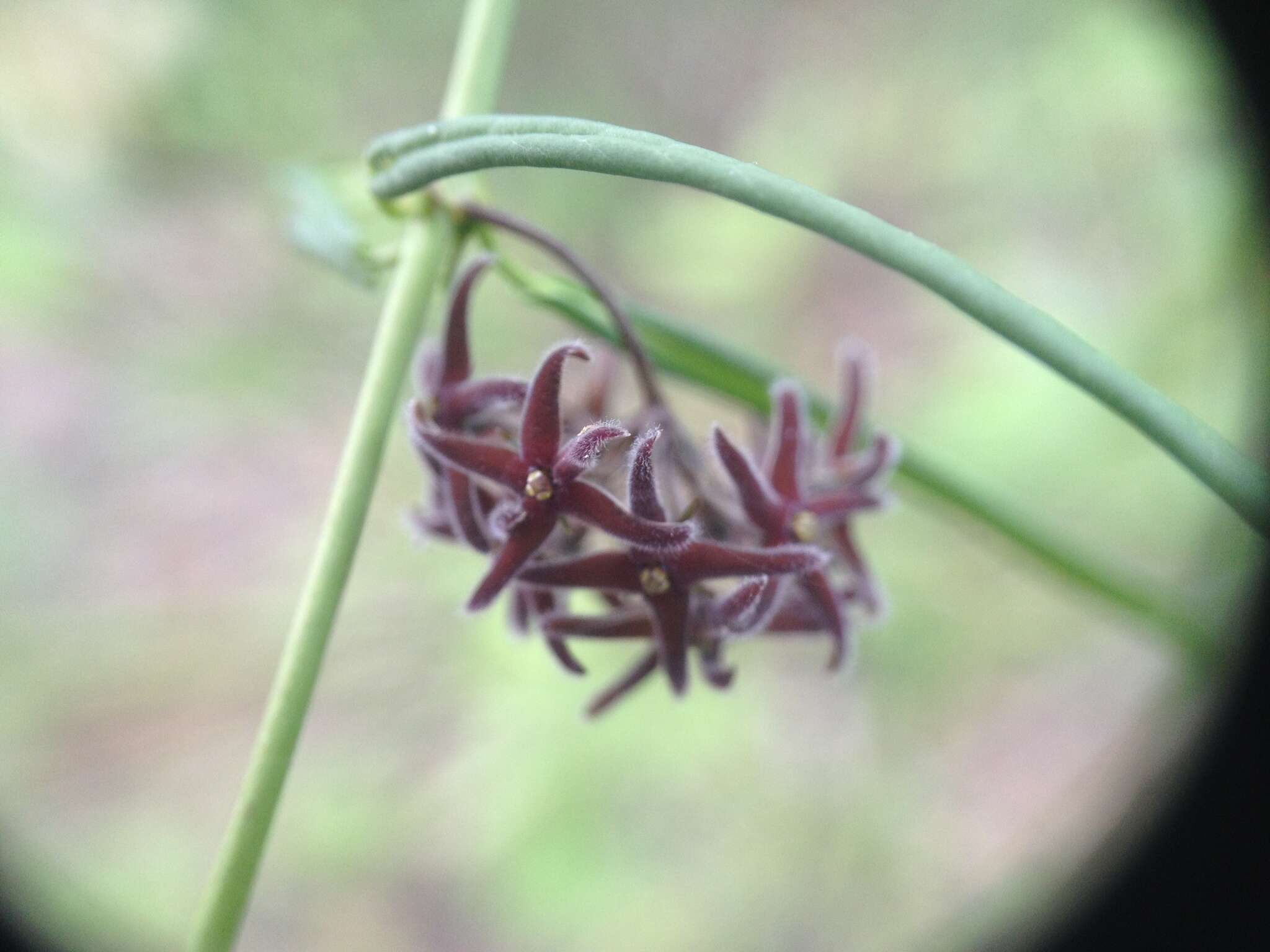 Image de Petalostelma robertii (S. Moore) Liede & Meve