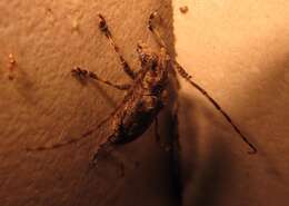 Image of Long-horned beetle