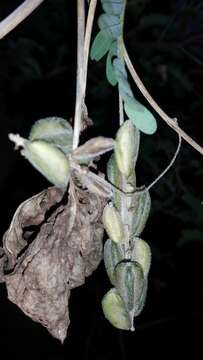 Image de Dioscorea quartiniana A. Rich.