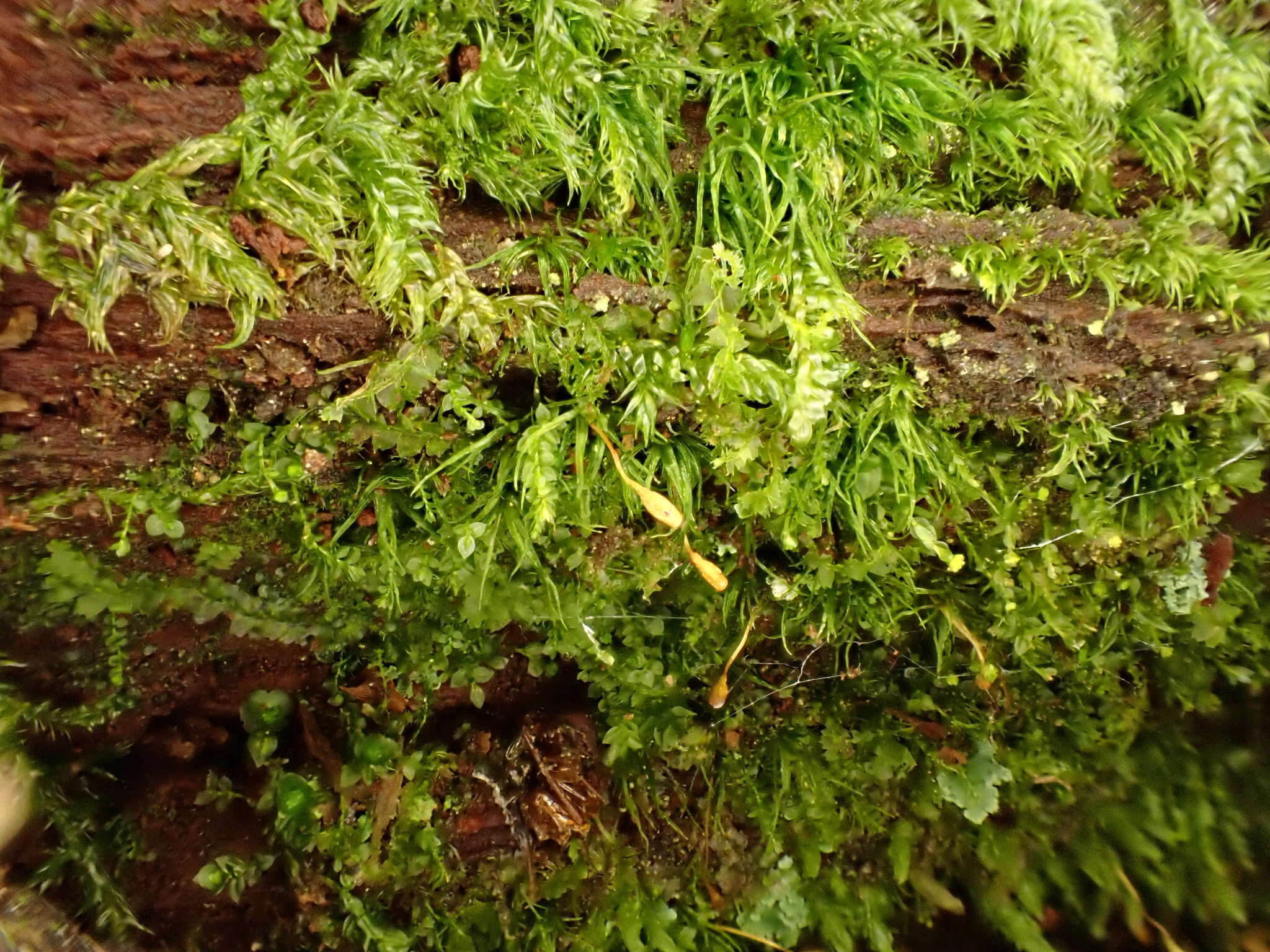 Image of orthodontium moss