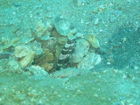 Image of Maude&#39;s shrimpgoby