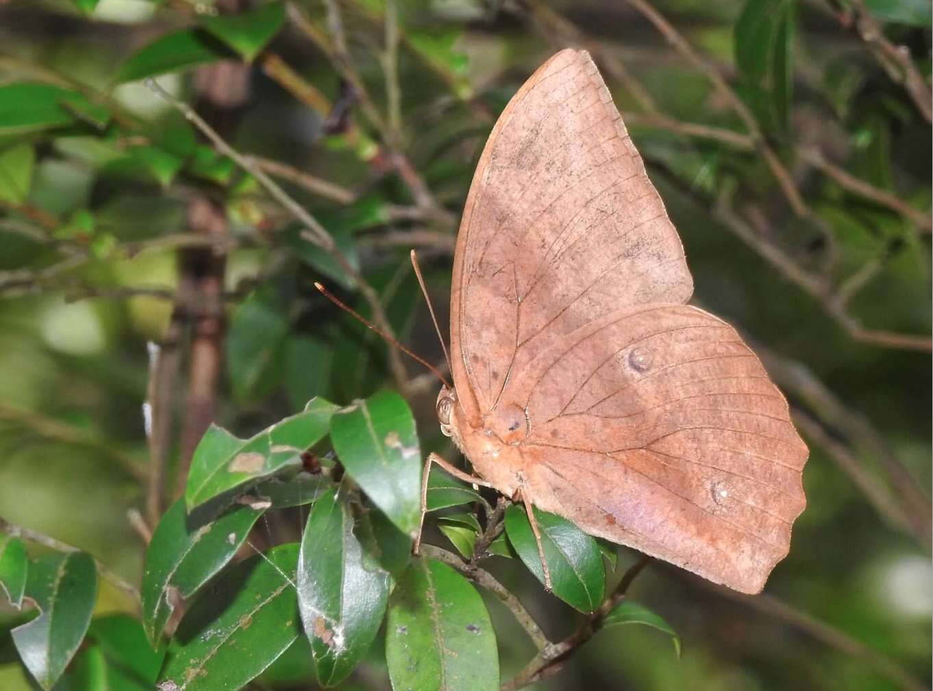 Imagem de Discophora sondaica Boisduval 1836