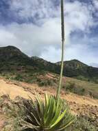 Image of Agave ghiesbreghtii Verschaff.