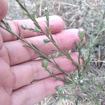 Image of Symphyotrichum moranense (Kunth) G. L. Nesom