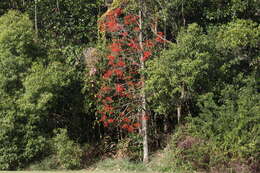 Imagem de Brachychiton acerifolius (A. Cunn. ex G. Don) F. Müll.