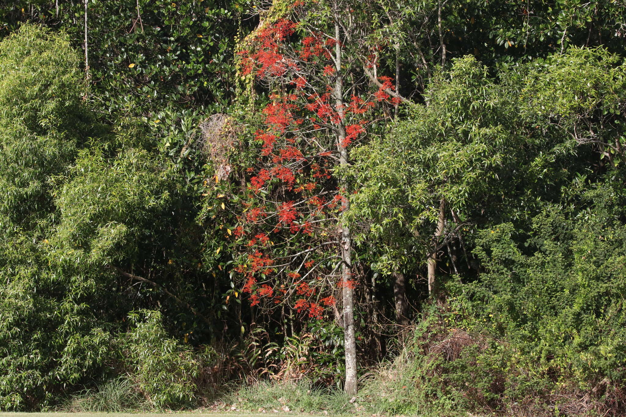 Image of flame bottletree