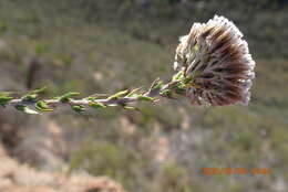 Image of Pretty Blombush