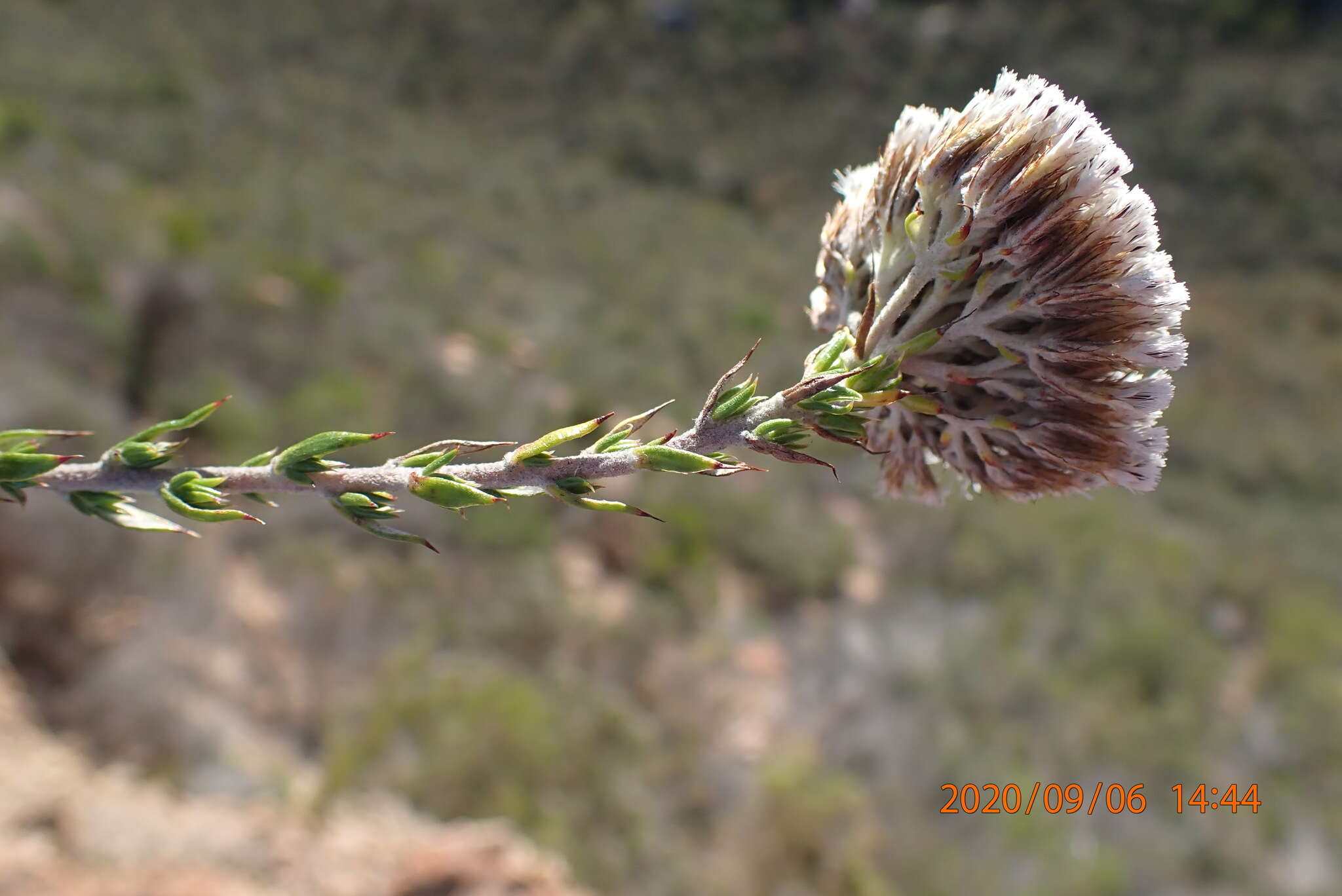 Image of Pretty Blombush
