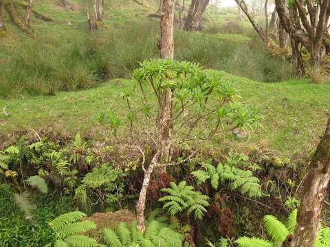 Image of Waipio Valley Clermontia