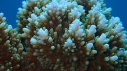 Image of Acropora abrotanoides (Lamarck 1816)