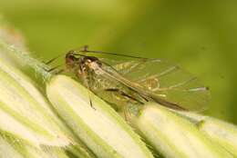 Image of Aphid