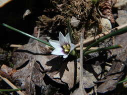 Romulea columnae subsp. assumptionis (Font Quer) O. Bolòs, Vigo, Masalles & Ninot的圖片