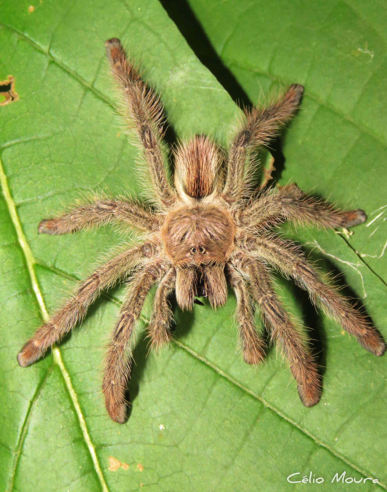 Image of Amazon Ribbed Spider