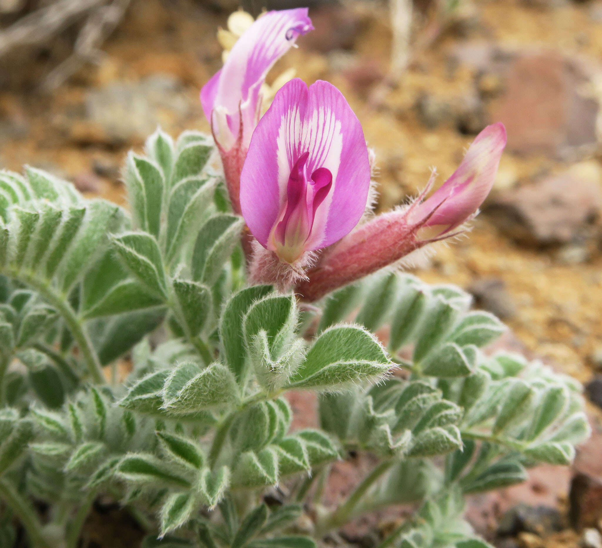 Image of cobblestone milkvetch