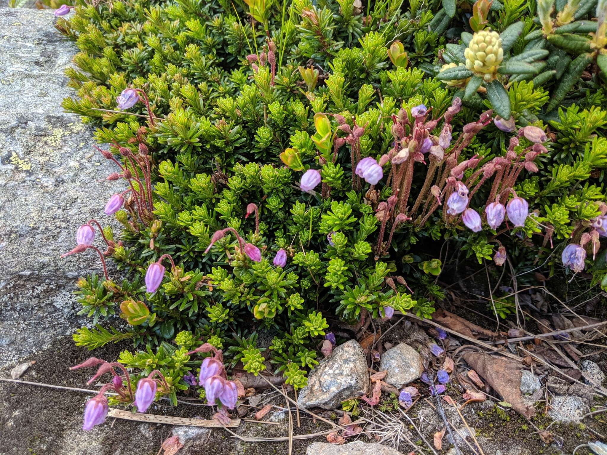 Image of blue mountainheath