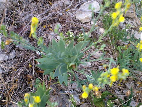 Image de Linaria genistifolia (L.) Mill.