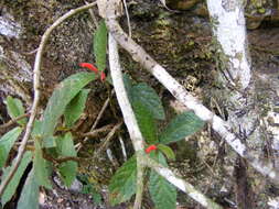 Image of Gesneria acaulis L.