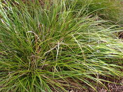 Image de Carex uncinata L. fil.