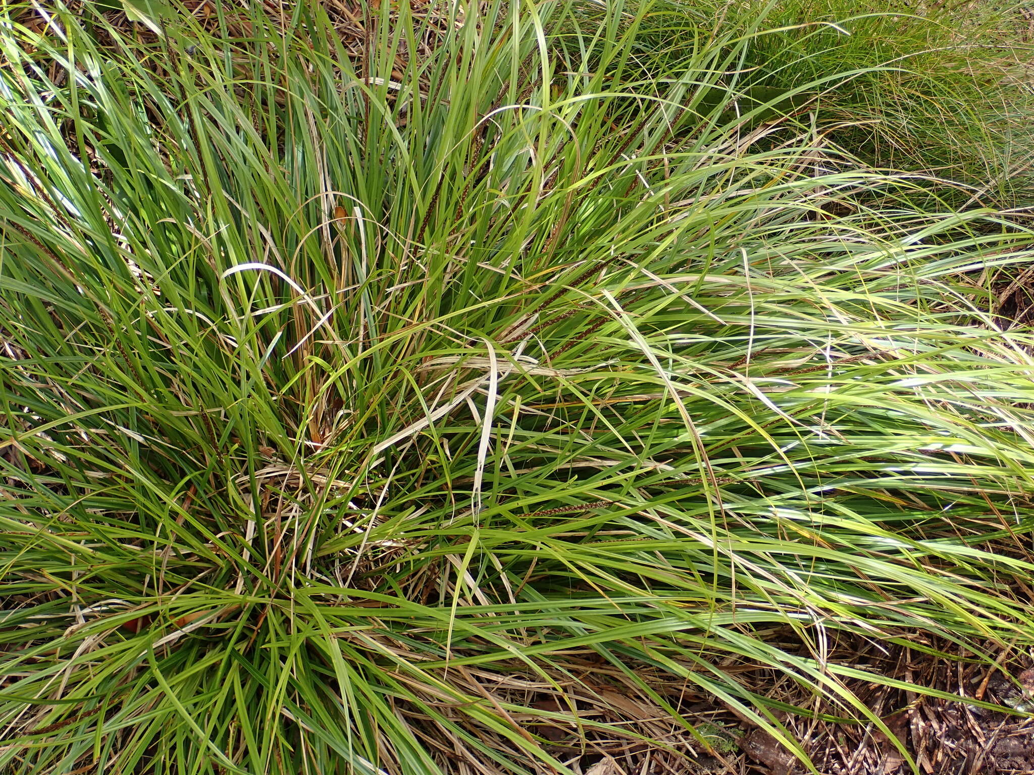 Sivun Carex uncinata L. fil. kuva