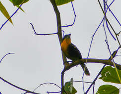 Image of Scarlet-crowned Barbet