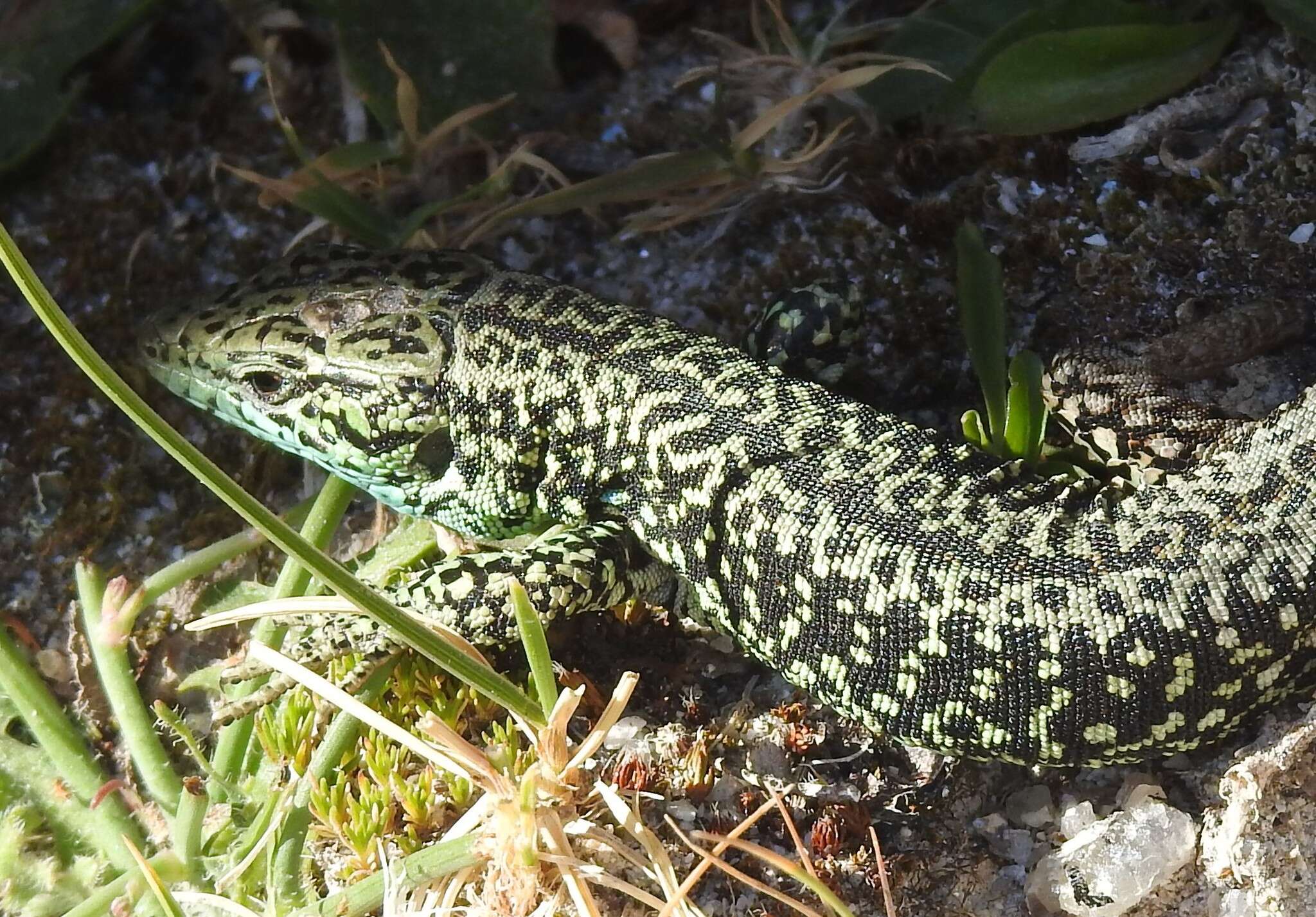 Image of Iberolacerta monticola monticola (Boulenger 1905)